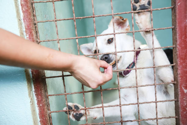 istock Dog in an animal shelter 1024349286