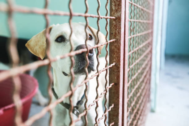 istock Dog in an animal shelter 1024349290
