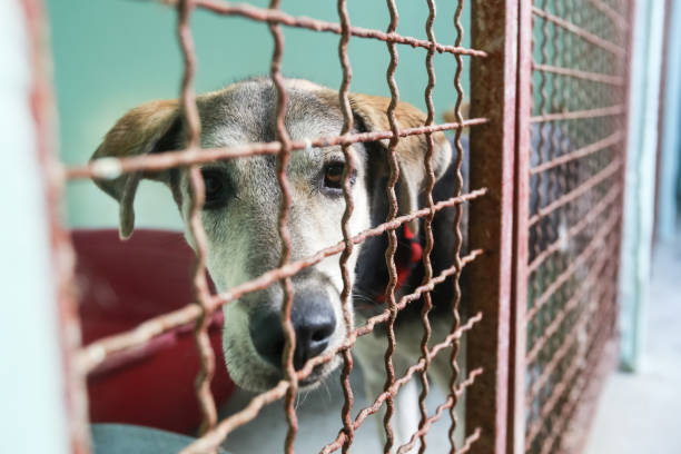 istock Dog in an animal shelter 1024349294