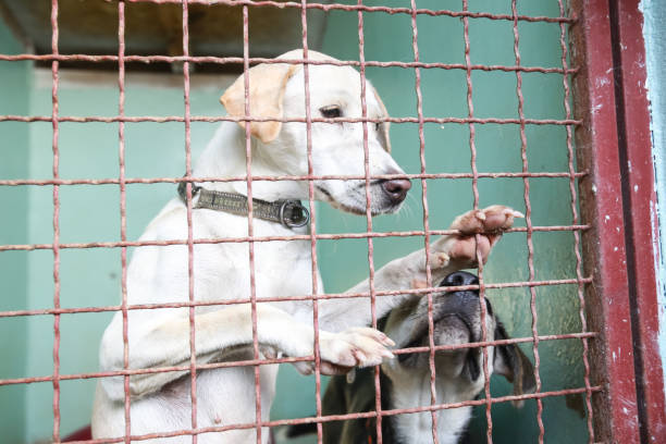 istock Dog in an animal shelter 1024349304