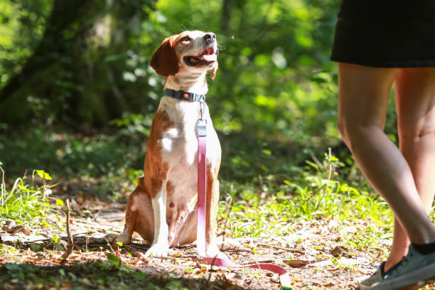 istock Dog in an animal shelter 1024349338