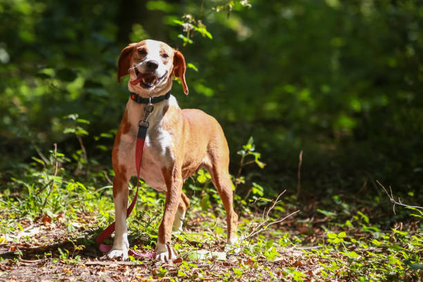 istock Dog in an animal shelter 1024349340