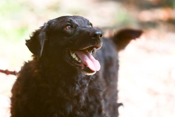 Dog in an animal shelter waiting for someone to adopt them. Black Dog Croatian Sheepdog in the forset.