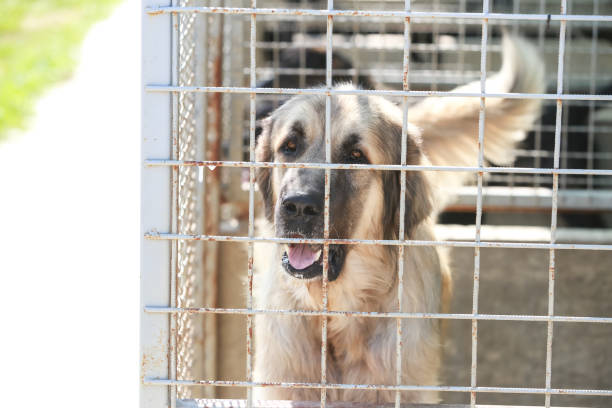 istock Dog in an animal shelter 1024351544
