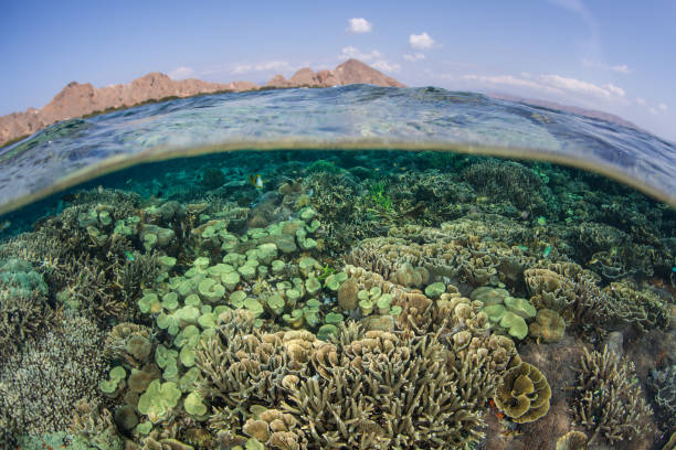 istock Amazing Coral Reef in Indonesia 1024362138