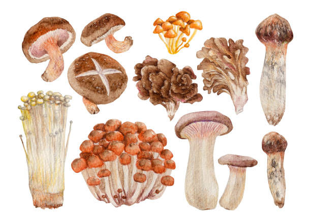 ilustraciones, imágenes clip art, dibujos animados e iconos de stock de hongos  - edible mushroom illustrations