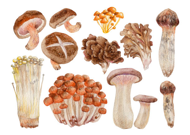버섯  - 만가닥 버섯 stock illustrations