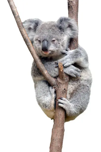One baby cub Koala isolated on white background. Copy space