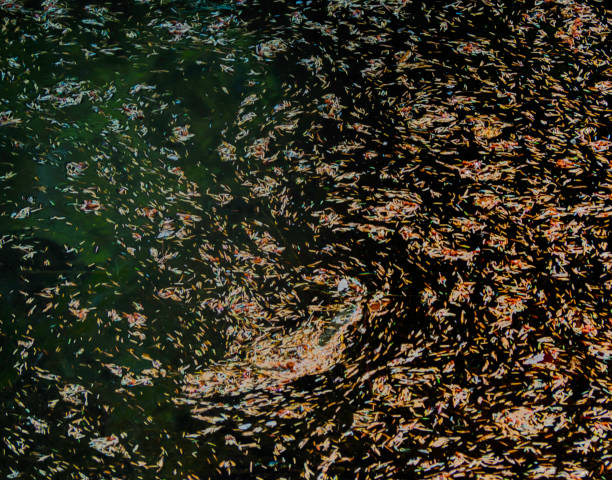 Background abstract patterns of leaves and pine needles floating on water