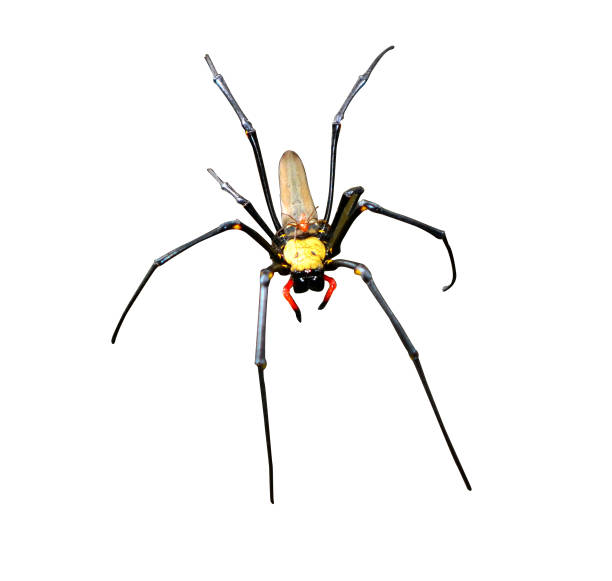 istock Golden silk orb-weavers spider male isolated on white background 1024367252