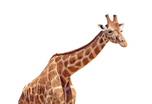One tall Giraffe animal isolated on white background. Copy space