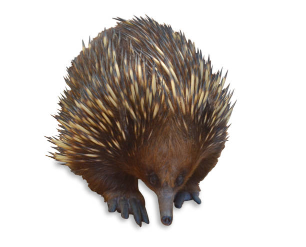 Short-beaked echidna isolated on white background One Short-beaked echidna animal isolated on white background. Copy space echidna isolated stock pictures, royalty-free photos & images