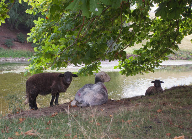 sheep in the shade - yorkshire gate yorkshire dales village imagens e fotografias de stock