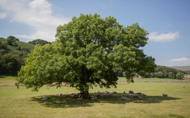 a flock of sheep in the shade - yorkshire gate yorkshire dales village imagens e fotografias de stock