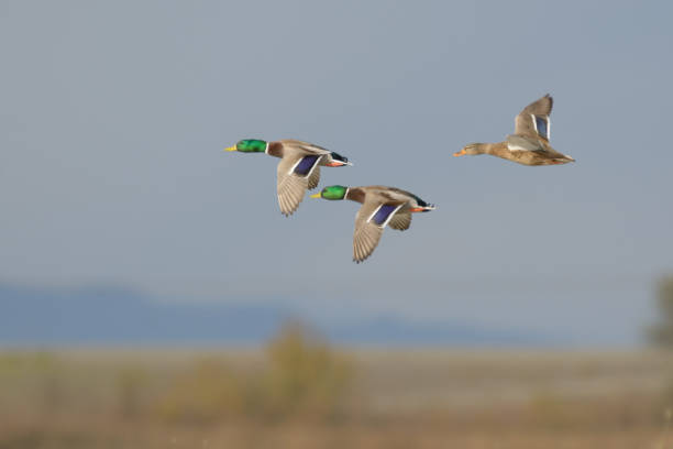 istock Waterfowl ducks flying in air 1024370072