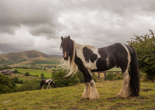 istock Cart Horses in Lake District 1024371002