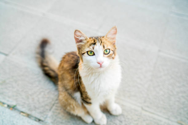 istock sweety cat with green eyes waiting for love 1024377076