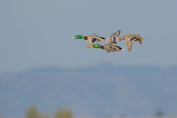istock Wild mallards flying in air 1024377098