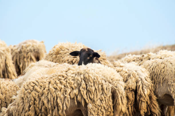 sheep herd from back side