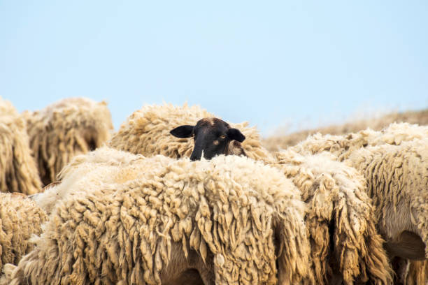 rebanho de ovelhas em ouranoupolis, grécia - below sea level - fotografias e filmes do acervo