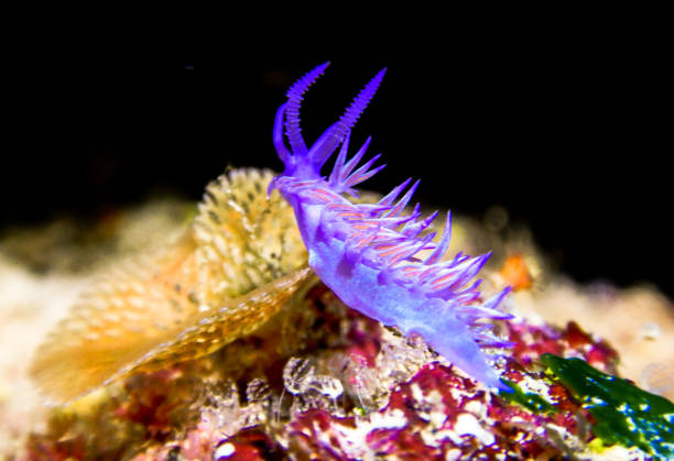 istock Nudibranch in Mediterranean Sea 1024379264