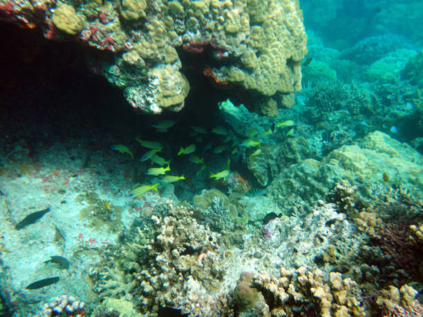 istock Sealife of Tranquility Island, Efate, Vanuatu 1024384052