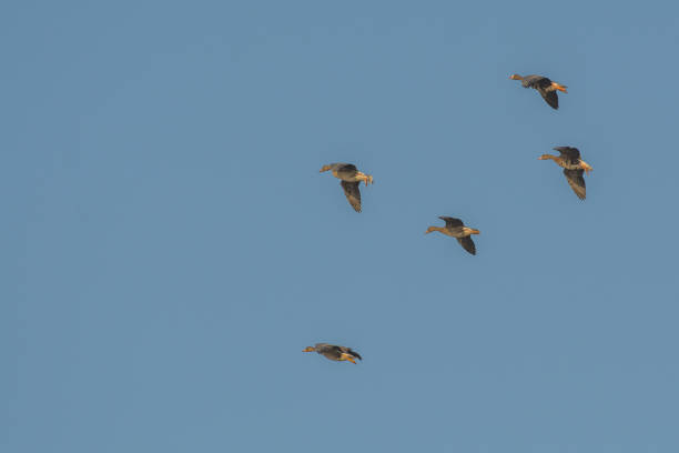istock Waterfowl ducks flying in air 1024384788