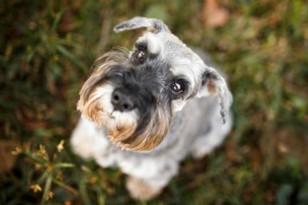 Cute schnauzer dog looking up.