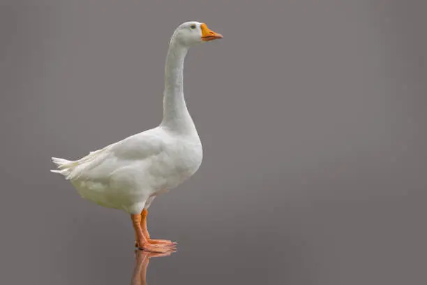 Photo of White domestic goose isolated on purple-grey background
