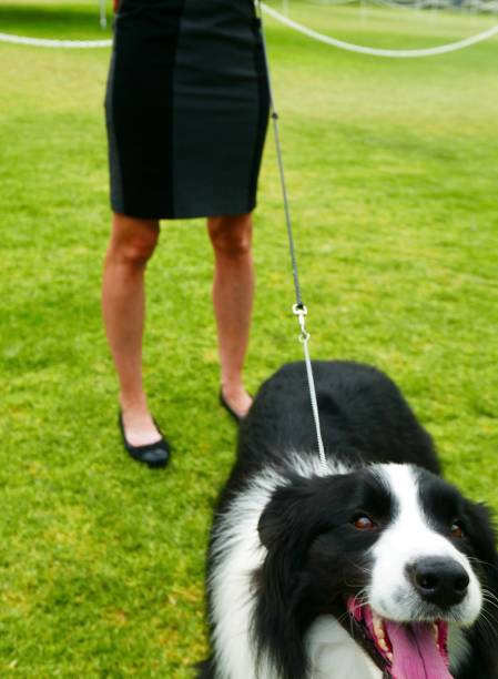 istock Well Groomed Border Collie Dog on Grass 1024400526