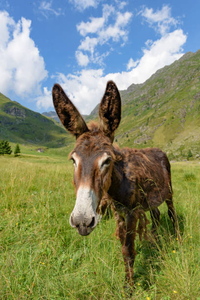 istock A brown donkey nestled in a mountain landscape under a blue sky with white clouds 1024412642