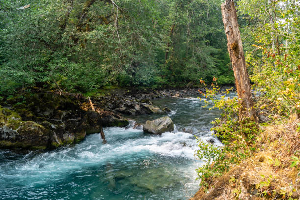 istock Dosewallips river in Olympic National Park on the Olympic Peninsula 1024435970