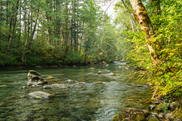 istock Dosewallips river flowing through Olympic National Park 1024436210