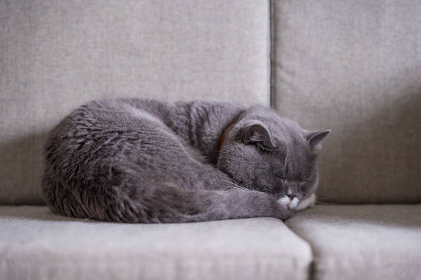 istock The British short hair cat is sleeping 1024443824