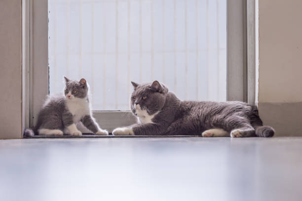 istock British short hair cat and father 1024443962