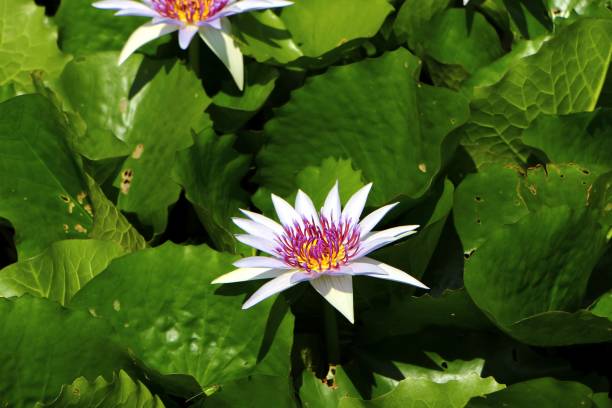 istock Purple waterlily in close up 1024453816