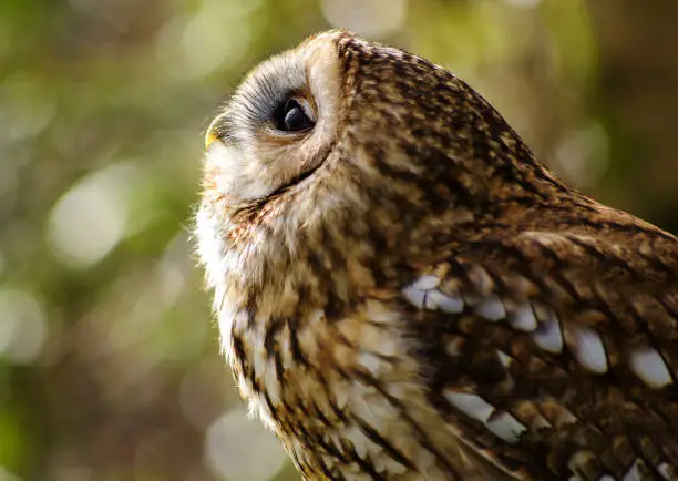 Tawny Owl (Strix Aluco) looking up behind Bokeh forests in Cornwall, UK