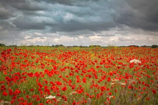 Poppies growing wild in meadow with stomy clouds