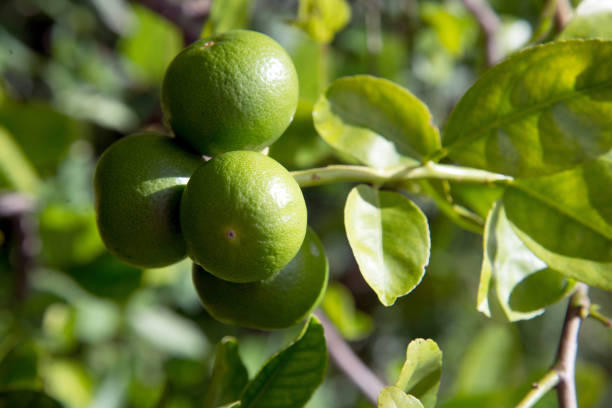 istock Fresh green lemon limes on tree in organic garden 1024482096