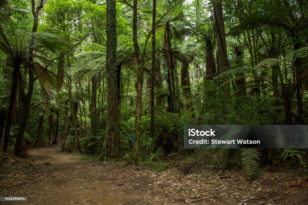 Tall trees in a native bush forest Beauty in nature New Zealand Stock Photo