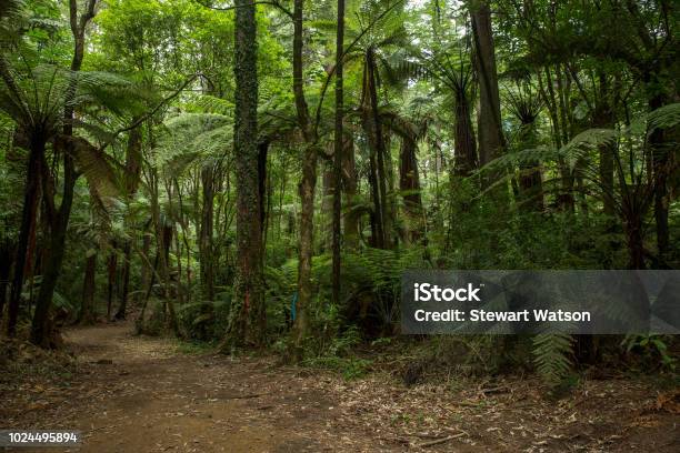 Tall Trees In A Native Bush Forest Stock Photo - Download Image Now - New Zealand, Bush, Tree