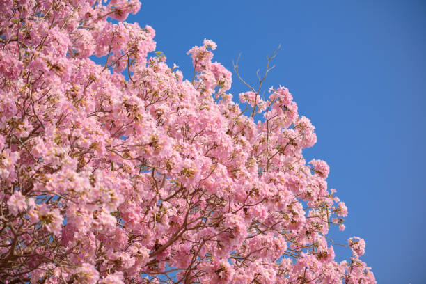 istock Tabebuia rosea is a Pink Flower neotropical tree and blue sky 1024506764