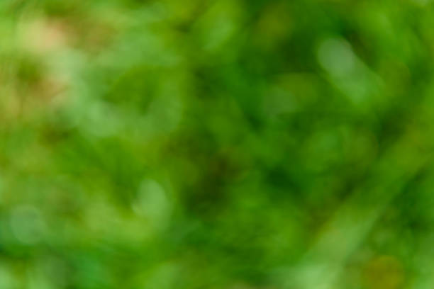 istock Natural and abstract blurred green background. Eco concept 1024506864