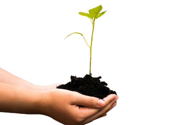 istock Plant in hands in white background. 1024511470