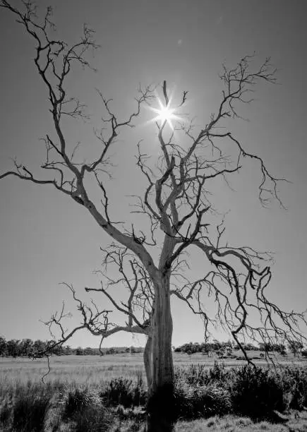 Dead tree silhouetted against the sun in Tasmania