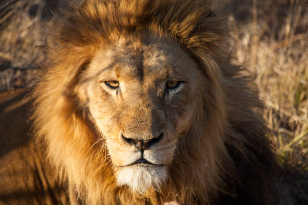 istock Eyes of a lion 1024514100