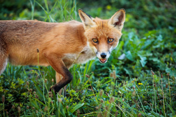 istock Red fox in its natural habitat - wildlife shot 1024514378