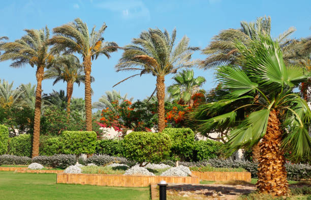 istock Palm tree against blue sky. Tropical nature 1024526844