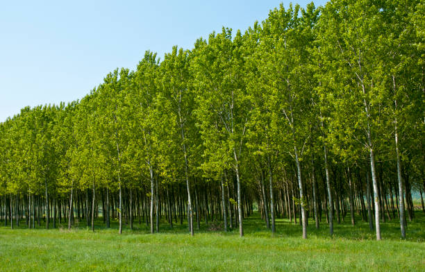 poplar plantation, recurso renovável, árvores cultivadas para a extração de madeira, papel e energia. - poplar tree - fotografias e filmes do acervo