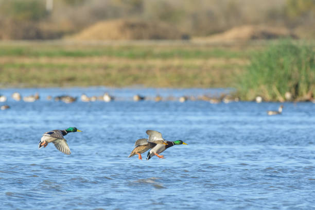 istock Ducks flapping with wings above water 1024534750